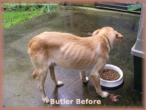 starved dog