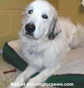 great pyrenees