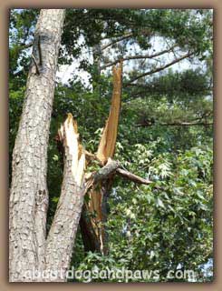 cracked tree
