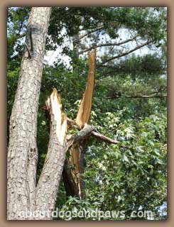 cracked tree