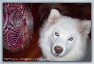 dog in front of fan