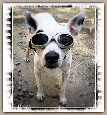 doggles