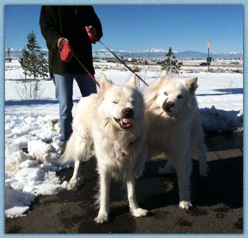 snow dogs