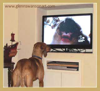 hounddog watches tv