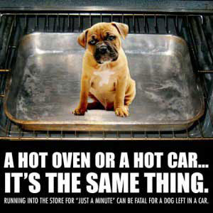 dog in oven