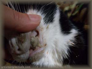 abscess on cats gum