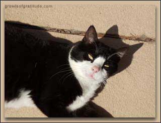 black white cat posing