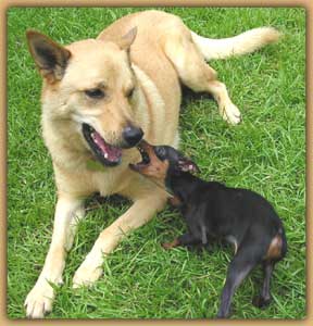 miniature pinscher snapping at a large docile blonde dog